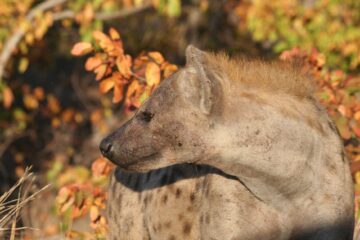 brown hyena standing near plants