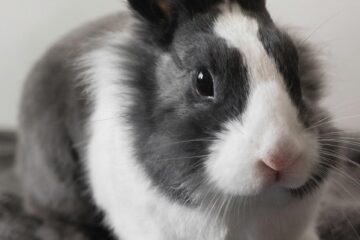 white and black rabbit on gray textile