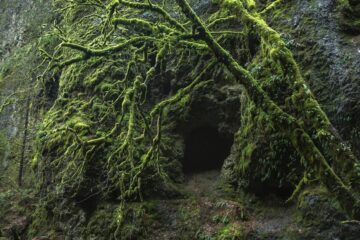 green moss on trees and rock formation near a cave