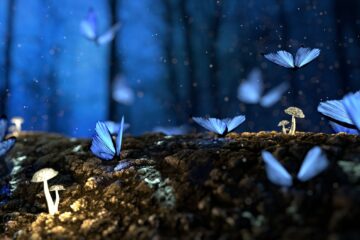 close up photo of glowing blue butterflies