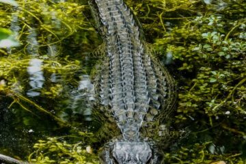 shallow focus photo of crocodile on body of water