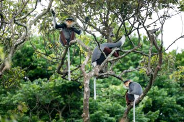 three monkeys on tree