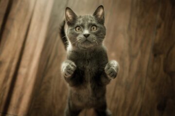 cute gray kitten standing on a wooden flooring